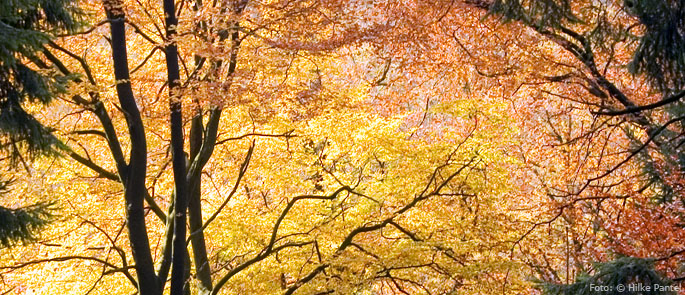 Foto: © Hilke Pantel