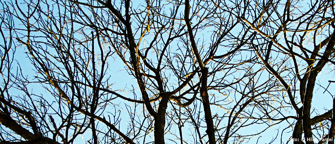 Foto: © Hilke Pantel